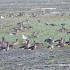 Migratory Birds in the Mississippi Delta